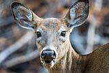 Whitetail Deer 2022